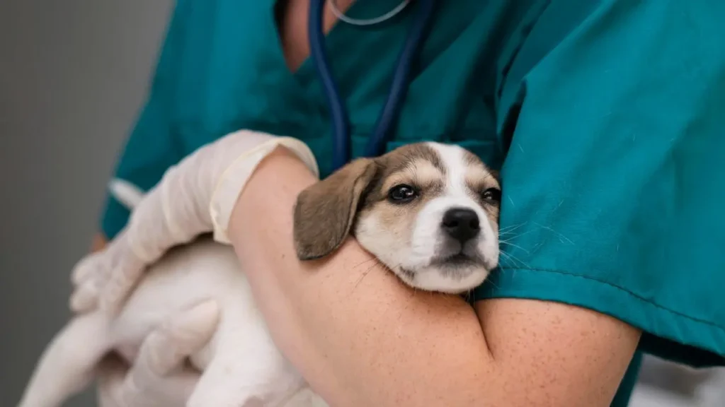 Un seguro de mascotas con cobertura veterinaria es una red de seguridad., evita que una factura inesperada se convierta en un drama familiar