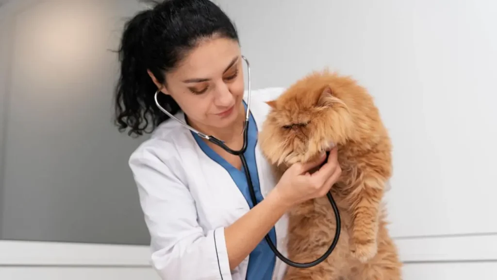 Una veterinaria atienda a un gato cuyos propietarios tienen un seguro de mascotas con cobertura veterinaria