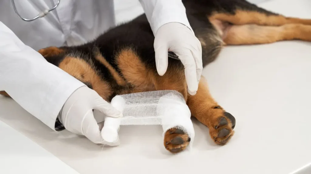 Una mascota es atendida antes de una operación veterinaria