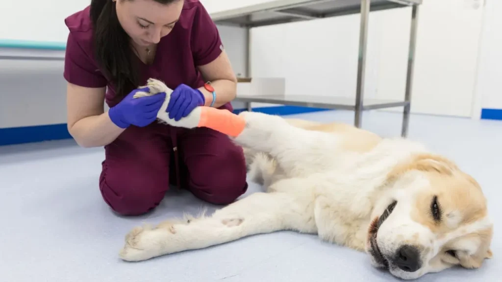 Vista de una veterinaria iniciando una operación veterinaria a un perro