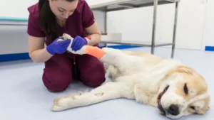 Vista de una veterinaria iniciando una operación veterinaria a un perro
