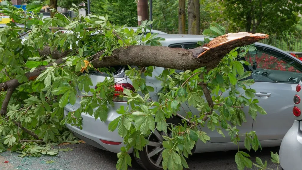 Los seguros recomiendan no tocar las ramas si un árbol cae sobre mi coche