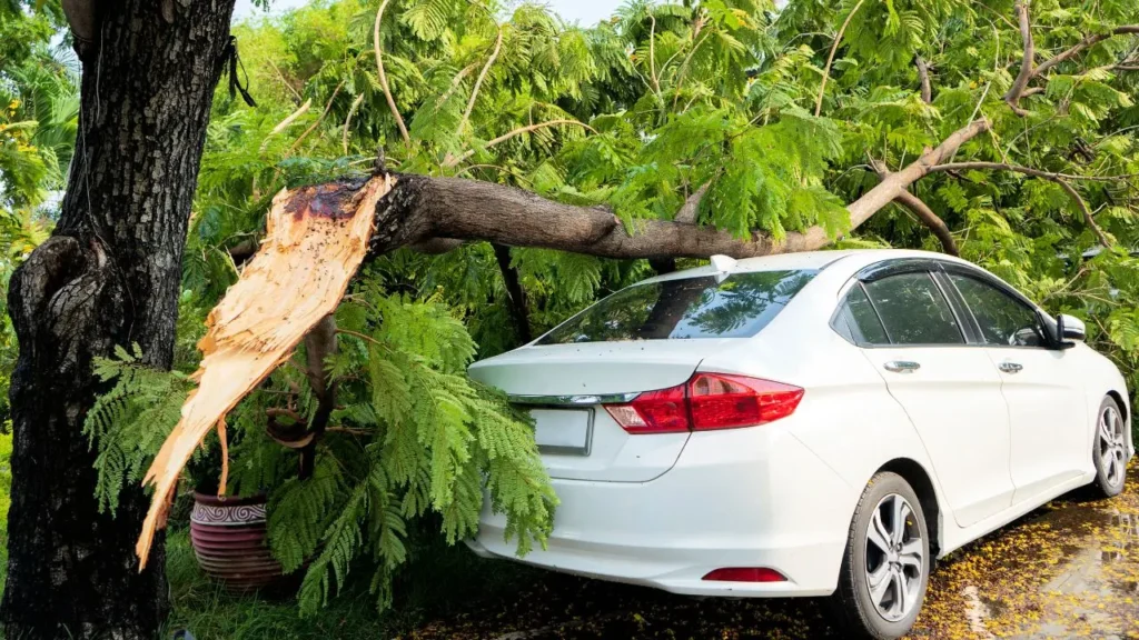 Si un árbol cae sobre mi coche, lo primero es documentar toda la incidencia